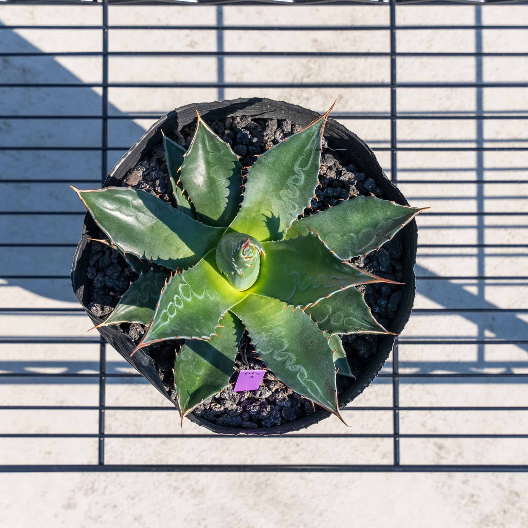 アガベ – ANOTHER PLANTS