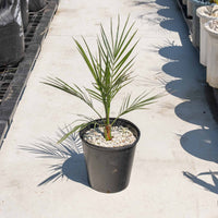 カナリーヤシ - 小