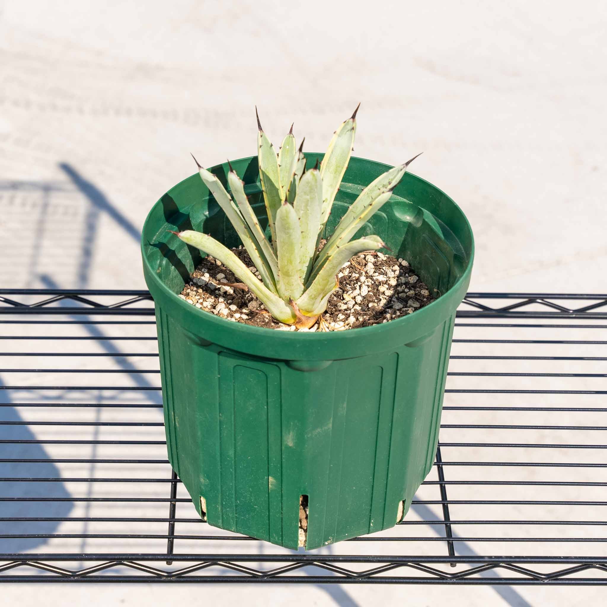 マクロアカンサ-斑入り – ANOTHER PLANTS