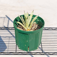 マクロアカンサ-斑入り