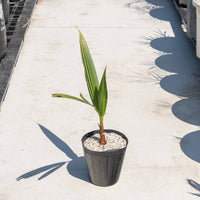 ワシントンヤシ