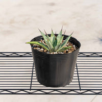 マクロアカンサ-小