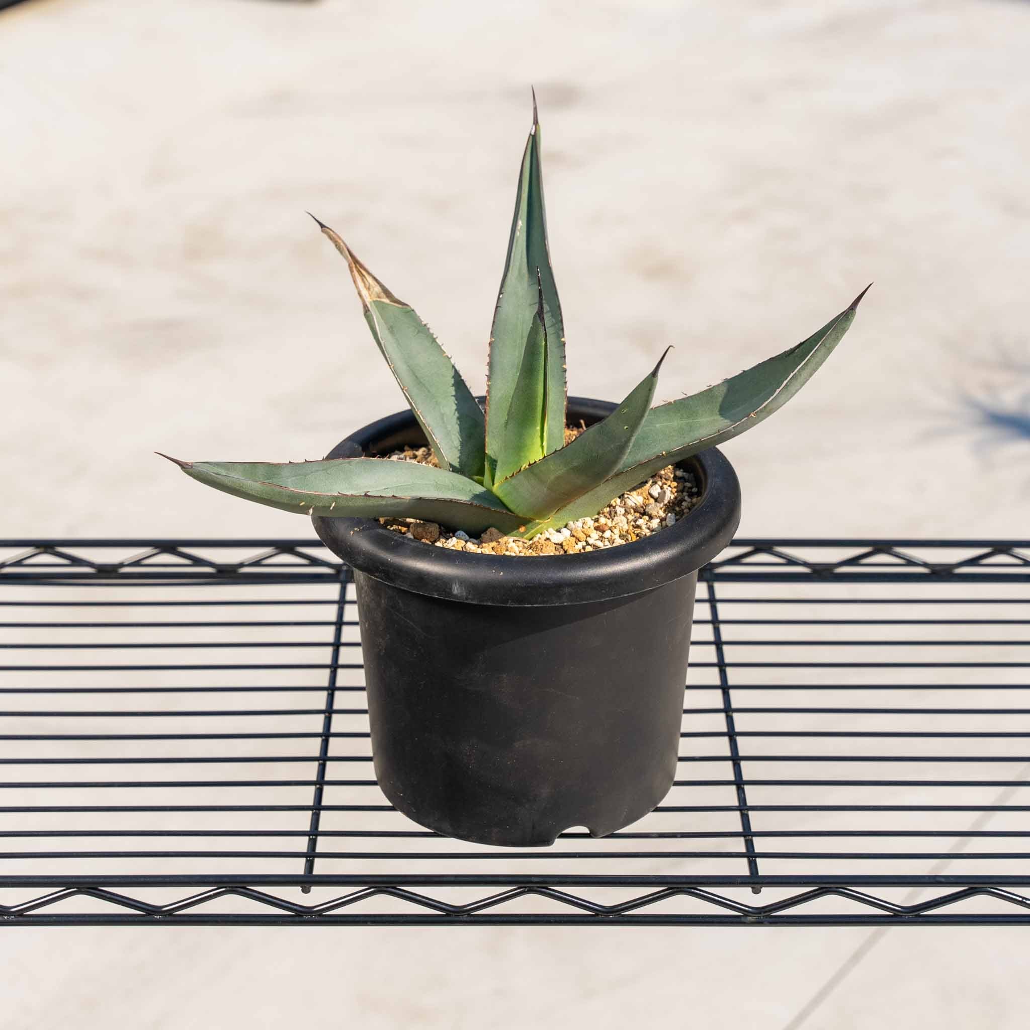 シャークスキン – ANOTHER PLANTS