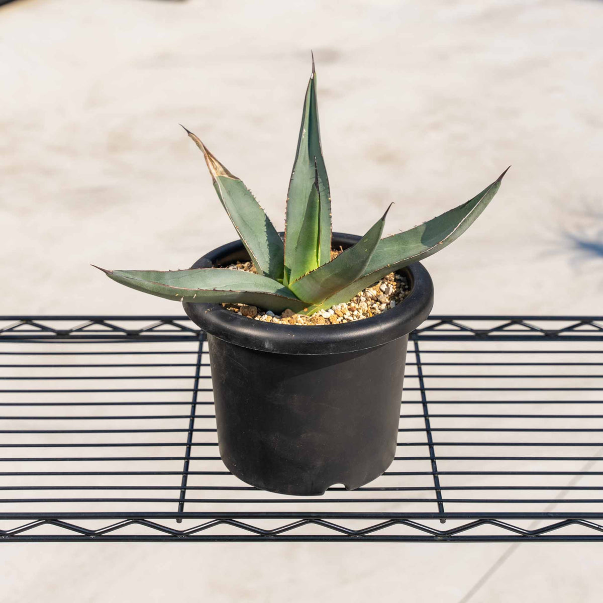 シャークスキン – ANOTHER PLANTS