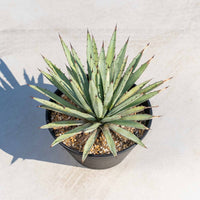 マクロアカンサ-中