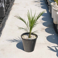 カナリーヤシ - 小