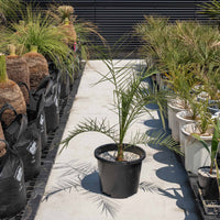 カナリーヤシ-大