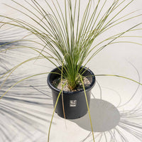 ロンギシマム-中