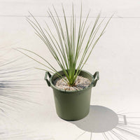 ロンギシマム-小