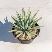 マクロアカンサ-中