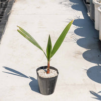 ワシントンヤシ