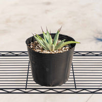 マクロアカンサ-小