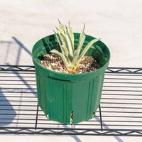 マクロアカンサ-斑入り