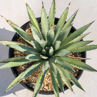 マクロアカンサ-中