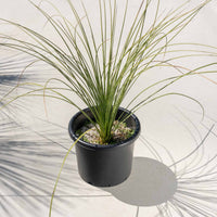 ロンギシマム-中