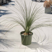 ロンギシマム-大