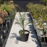 カナリーヤシ-大