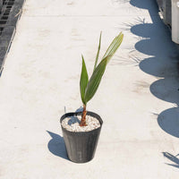 ワシントンヤシ