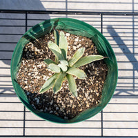 マクロアカンサ-斑入り