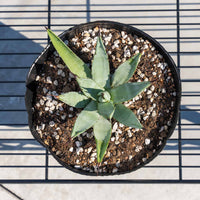 マクロアカンサ-小