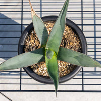 シャークスキン