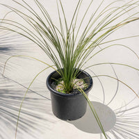 ロンギシマム-中