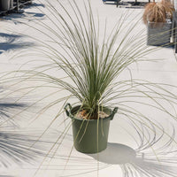 ロンギシマム-大