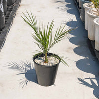 カナリーヤシ - 小