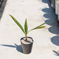 ワシントンヤシ