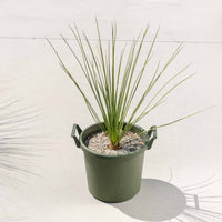 ロンギシマム-小