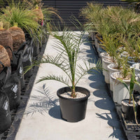 カナリーヤシ-大