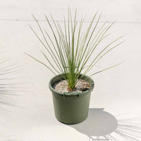 ロンギシマム-小