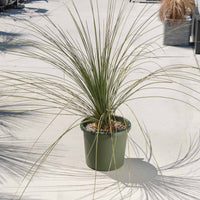 ロンギシマム-大