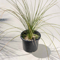 ロンギシマム-中