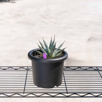 ユタエンシス-No.1