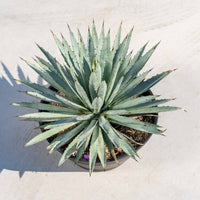 マクロアカンサ-大-No.1