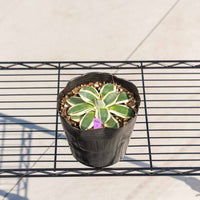 クリームスパイク-No.1