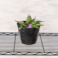 ジェントリージョーズ-No.1