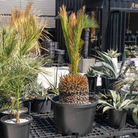 マクロザミア・ムーレイ