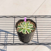 クリームスパイク-No.1