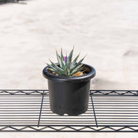 ユタエンシス-No.1