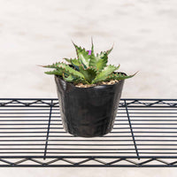 ジェントリージョーズ-No.1