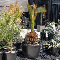 マクロザミア・ムーレイ