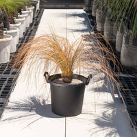 オーストラリスNo.1