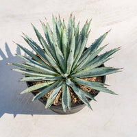 マクロアカンサ-大-No.1