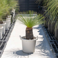 ジョンソニーNo.1