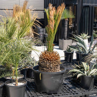 マクロザミア・ムーレイ