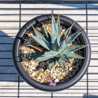 ユタエンシス-No.1