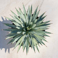 マクロアカンサ-大-No.1