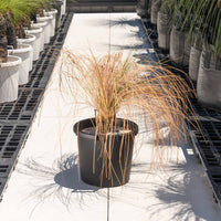 オーストラリスNo.1